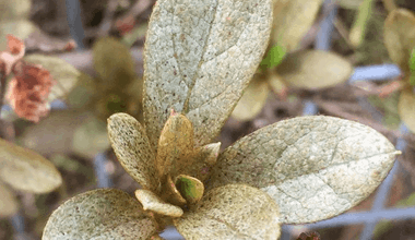 Common Problems Rhododendron